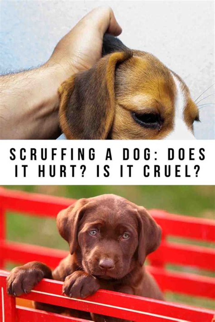 Is scruffing a word?