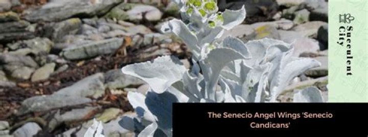 Is senecio angel wings hardy?