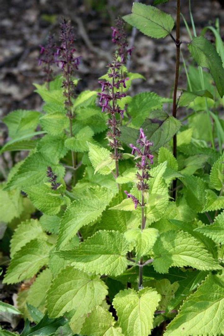Is stachys sylvatica a weed?