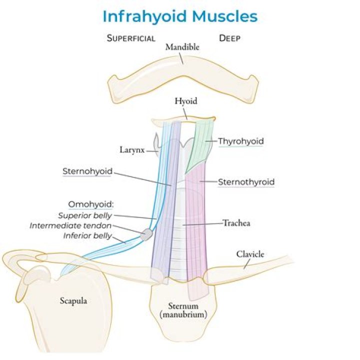 Is sternohyoid a muscle?