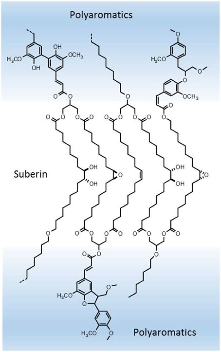 Is suberin a polysaccharide?