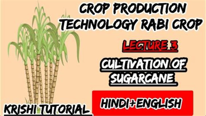Is sugarcane a rabi crop?