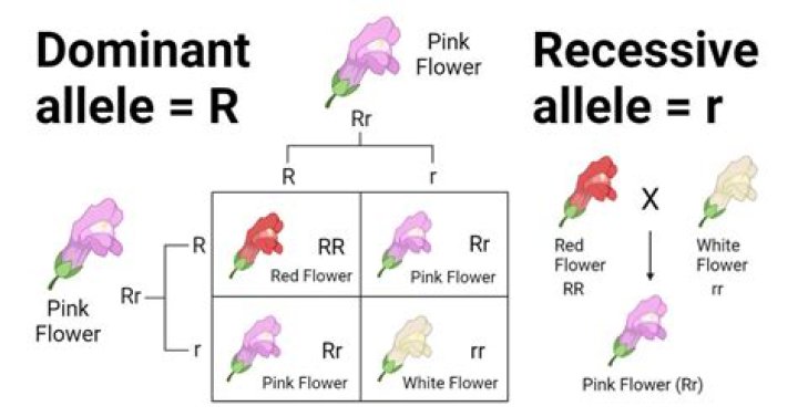 Is tallness dominant or recessive?
