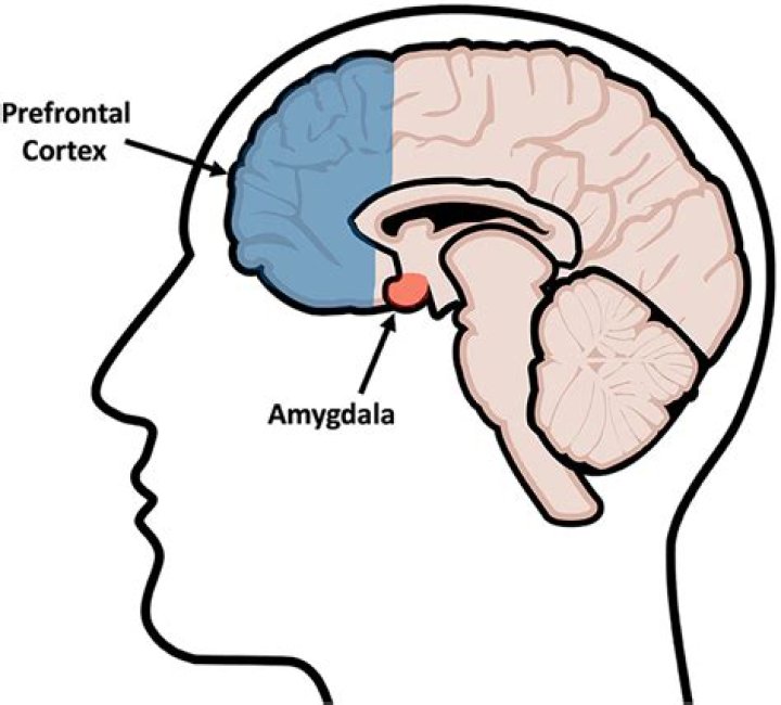Is the amygdala part of the prefrontal cortex?