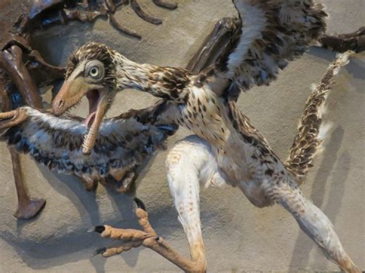 Is the archaeopteryx extinct?