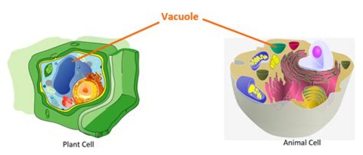 Is the central vacuole of a plant cell?