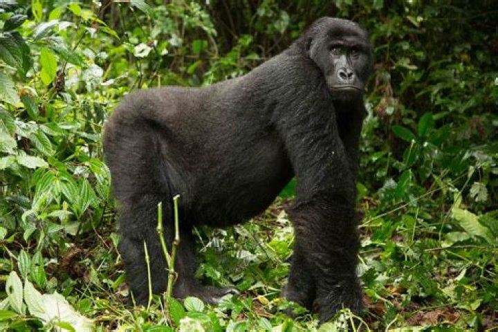Is the eastern lowland gorilla endangered?