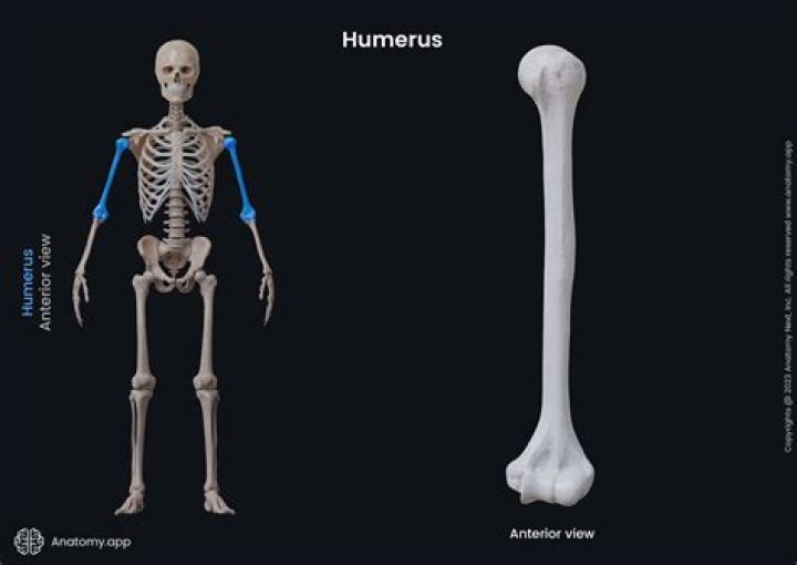 Is the humerus a flat bone?