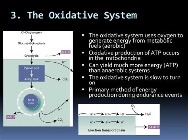 Is the oxidative system?