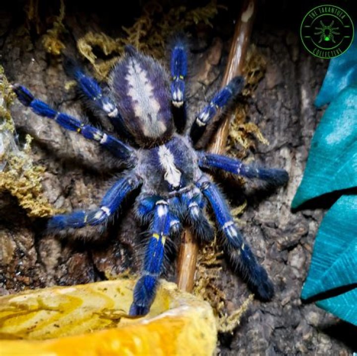 Is the poecilotheria metallica poisonous?