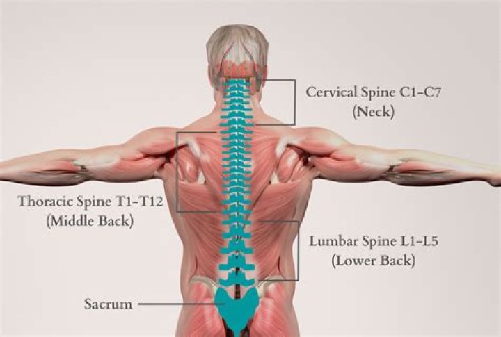 Is thoracic mid back?