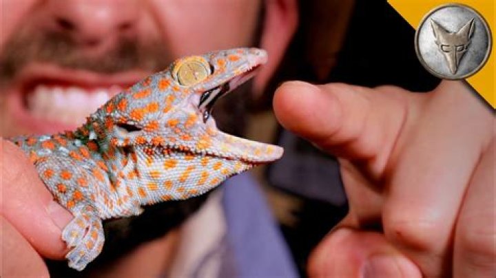 Is tokay gecko dangerous?