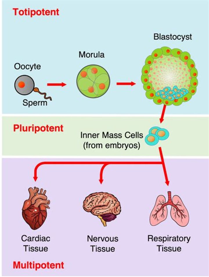 Is totipotent the same as pluripotent?
