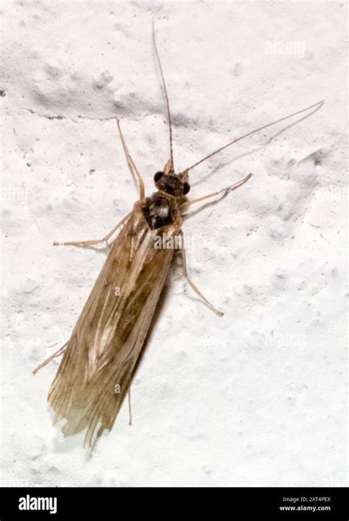 Is trichoptera a family?