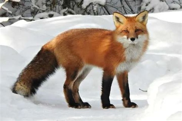 Is vulpes a word?