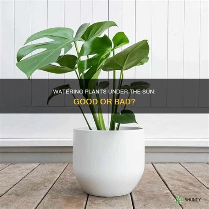 Is watering plants in the sun bad?