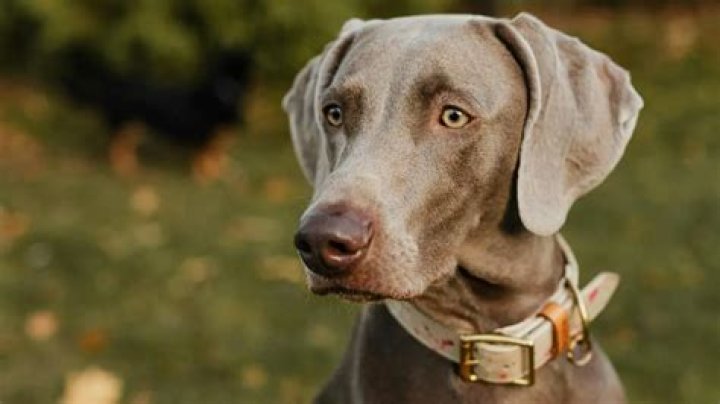 Is weimaraner a good dog?