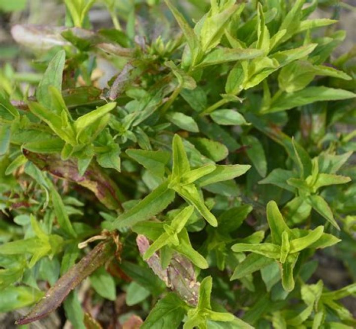 Is willowherb a weed?