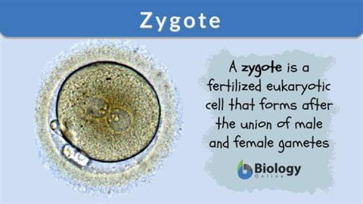 Is zygote a real word?