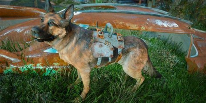 Lost Dogmeat in fallout 4