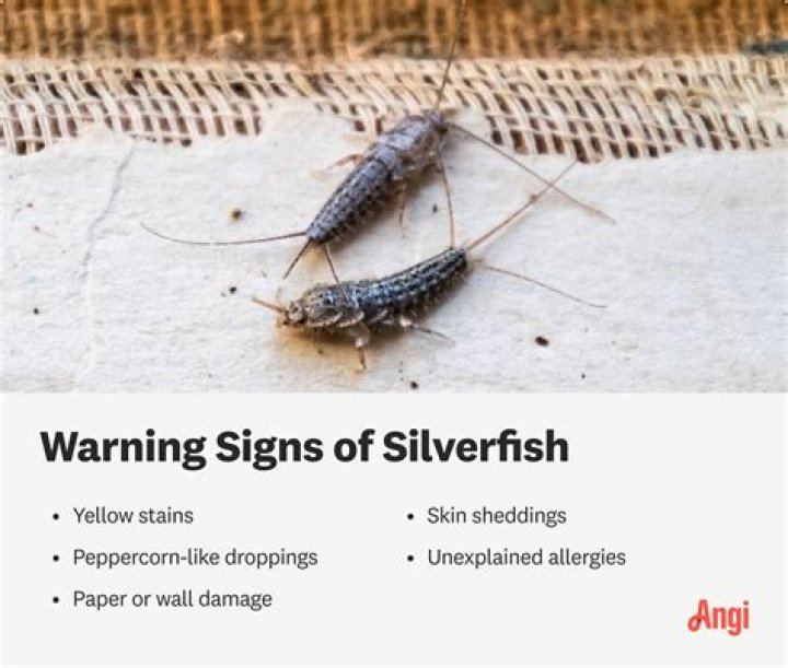 More silverfish appearing? How do I stop this?