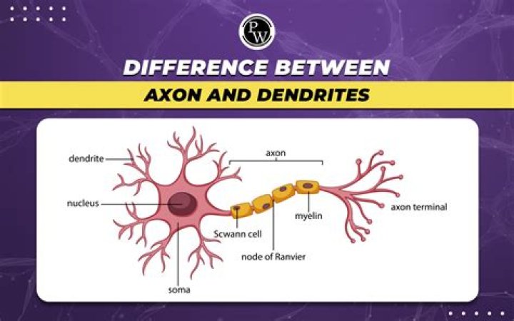 On dendrites and cell bodies?