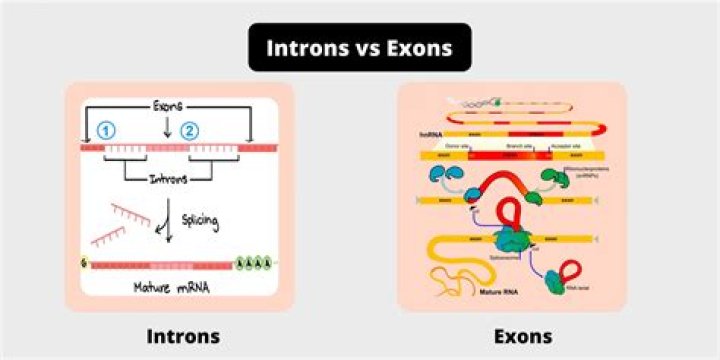 On exons and introns?