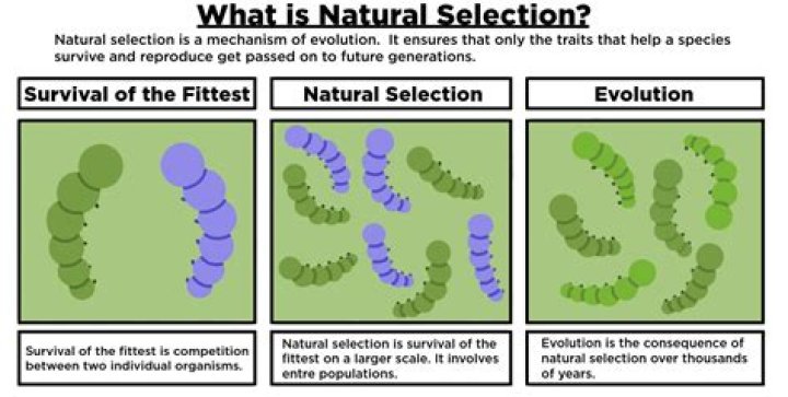 On theory of natural selection?