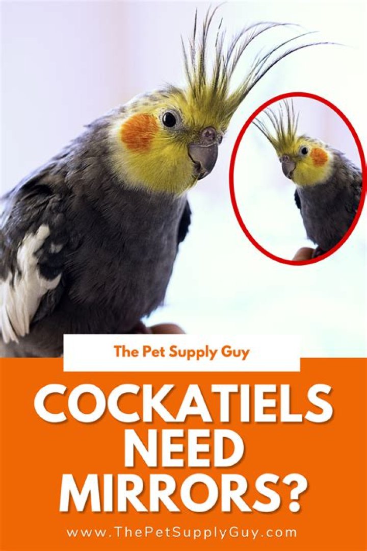 Should cockatiels have mirrors?