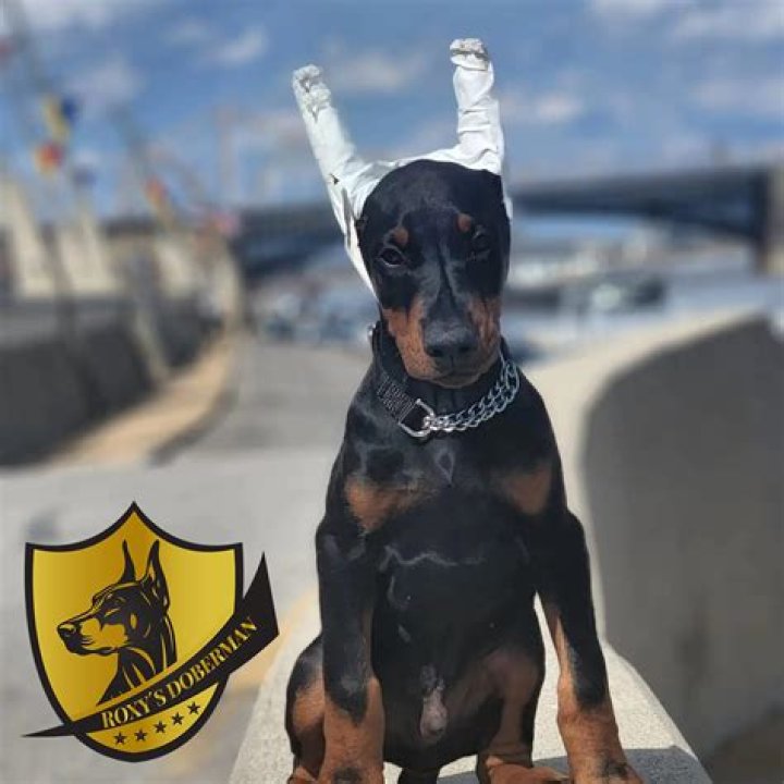 Should doberman ears be cropped?