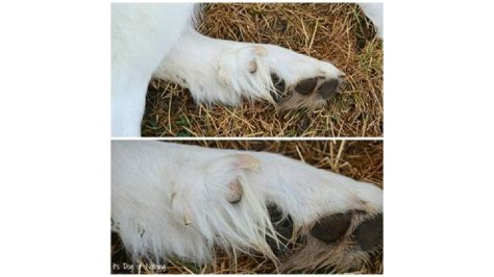 Should double dew claws be removed?