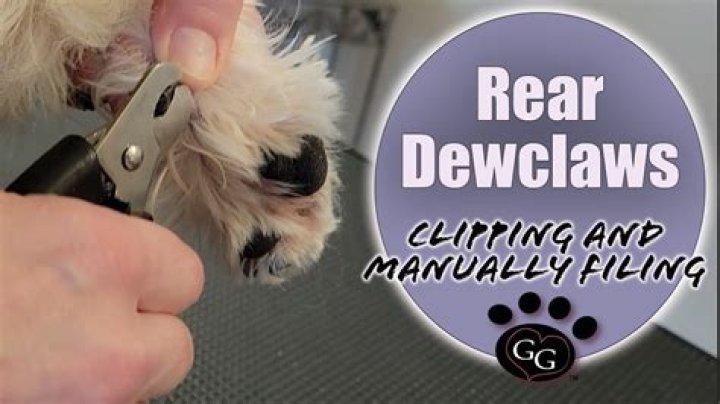 Should i clip my cat's dew claw?