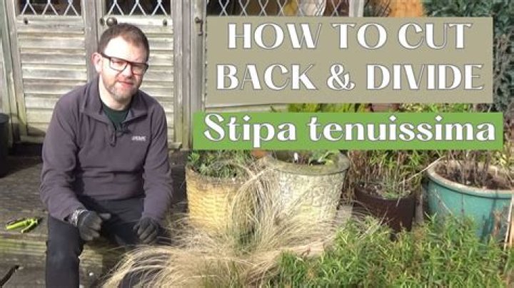 Should i cut back stipa tenuissima?