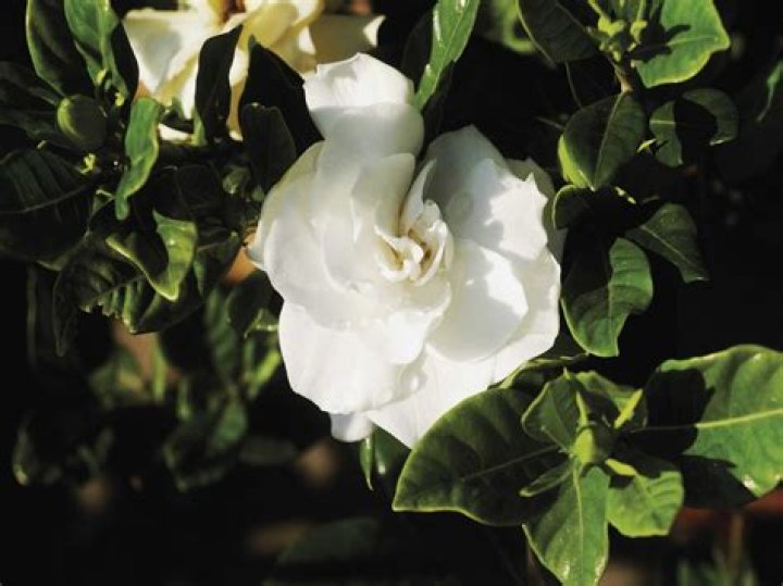 Should i deadhead gardenia?