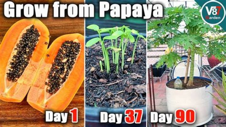 Should i eat unripe papaya?