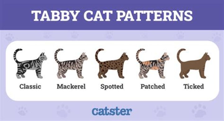 Should i get a tabby cat?