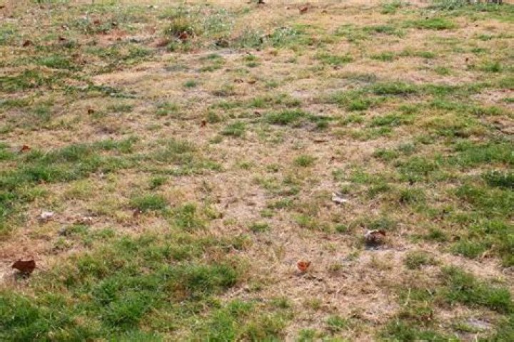 Should i rake up dead grass in summer?