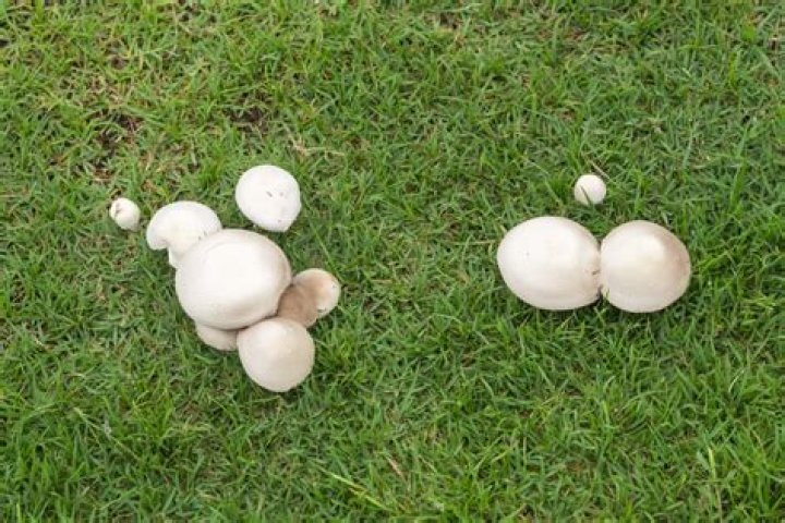 Should i remove toadstools from my lawn?