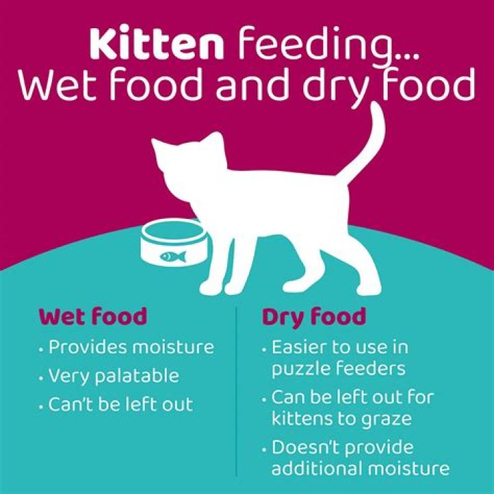 Should kittens eat wet food?