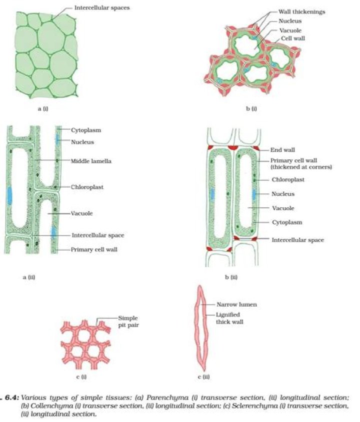 Should meristematic tissue lack vacuoles?