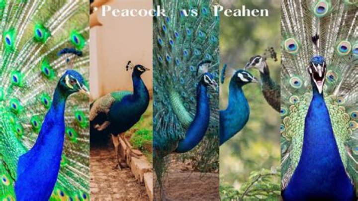 Should peacocks be caged?