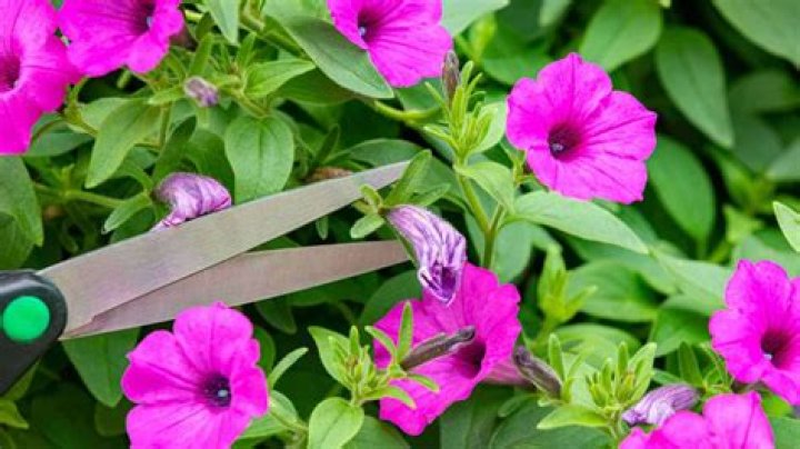Should petunias be deadheaded?