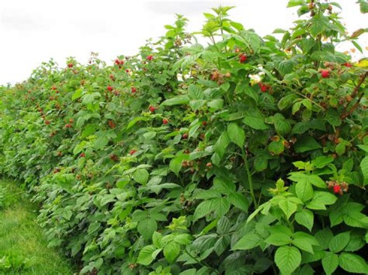Should raspberries be pruned?