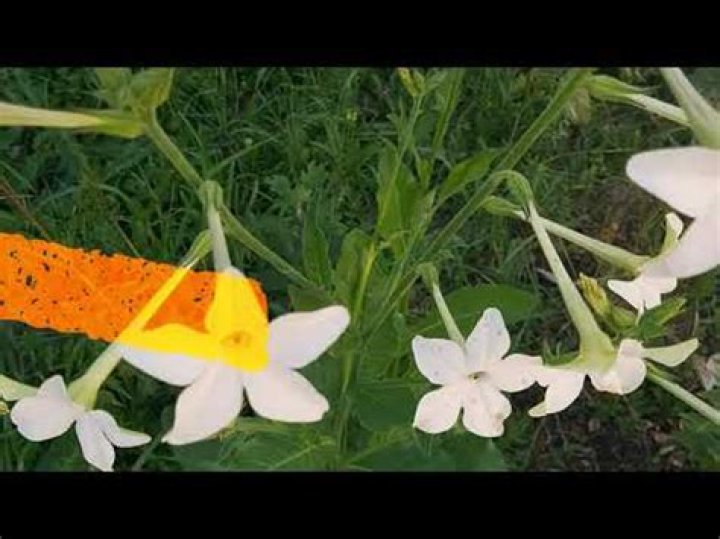 Should you deadhead nicotiana?