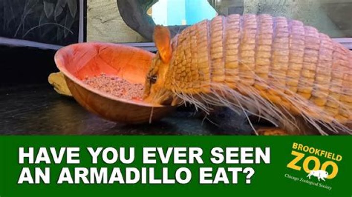 Should you eat armadillo?