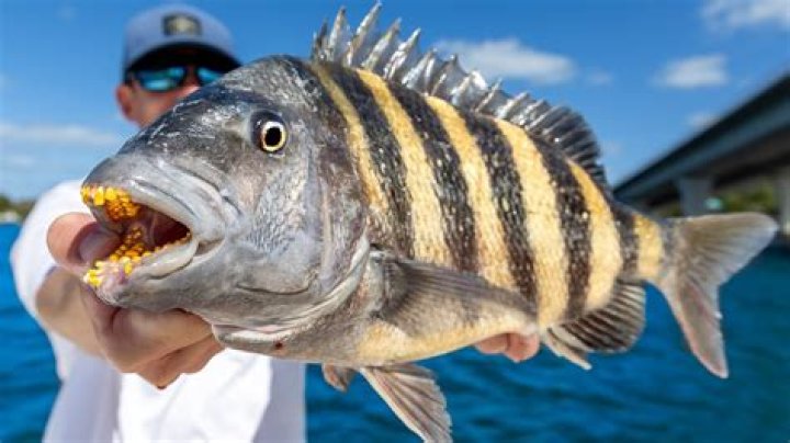 Should you eat sheepshead?