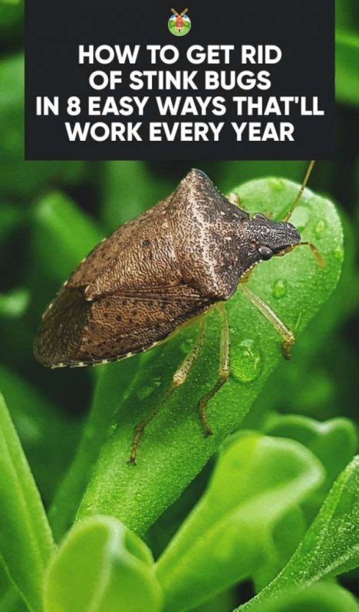 Should you kill stink bugs?