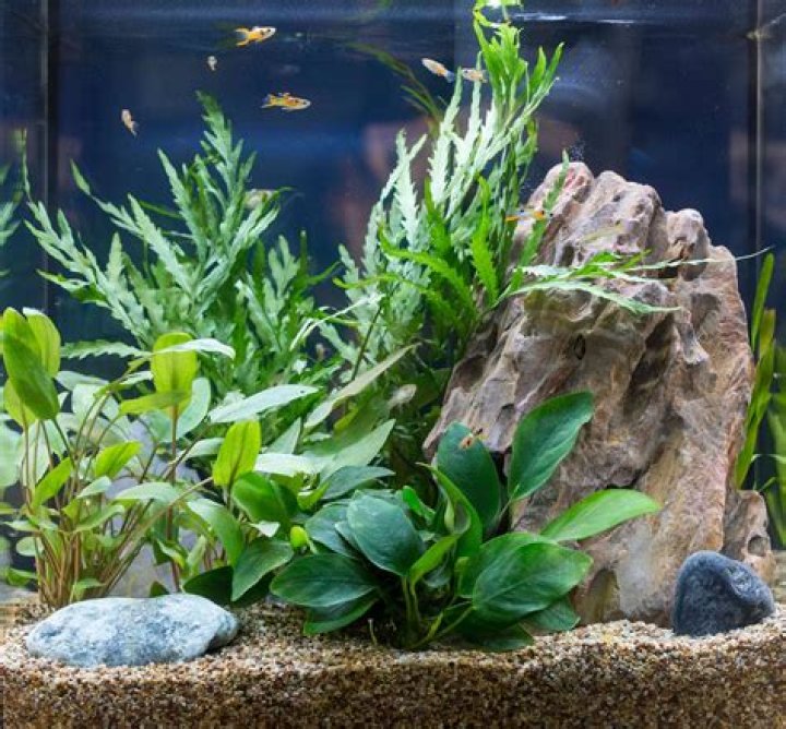 Should you put aquarium plants?