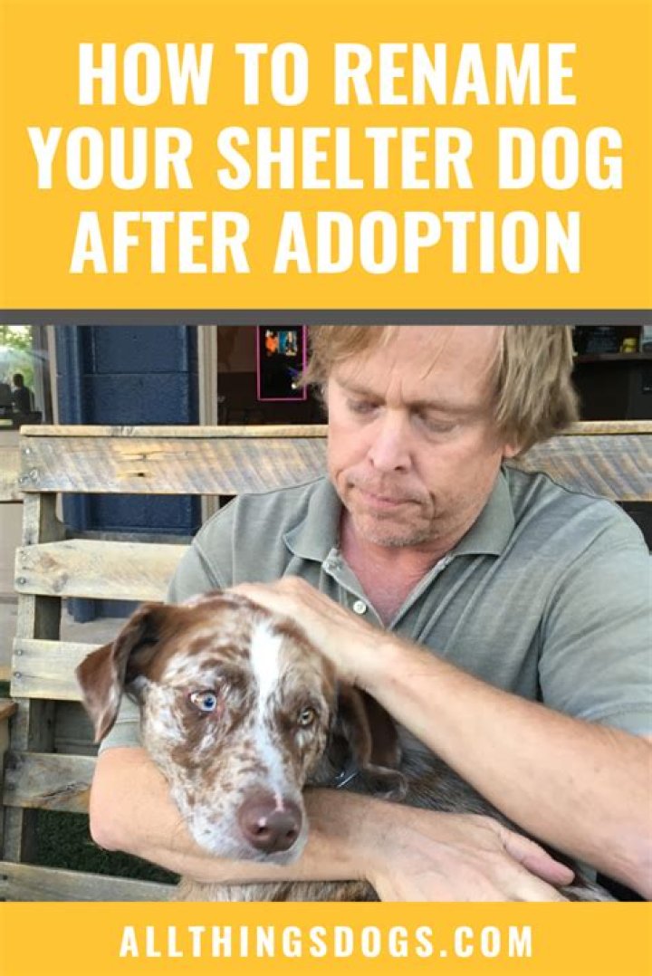 Should you rename a rescue dog?