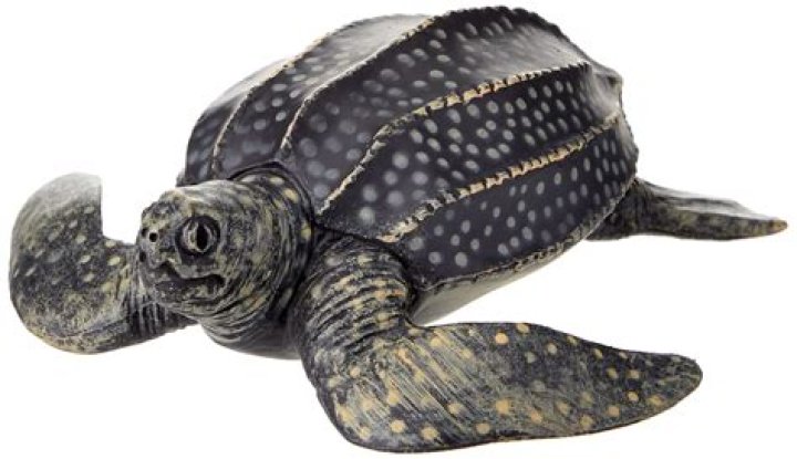 Was ist eine leatherback sea turtle?